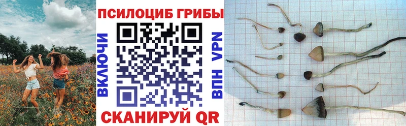 Галлюциногенные грибы Psilocybe Кохма